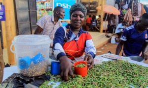 Grasshoppers – A Nutritious Delicacy