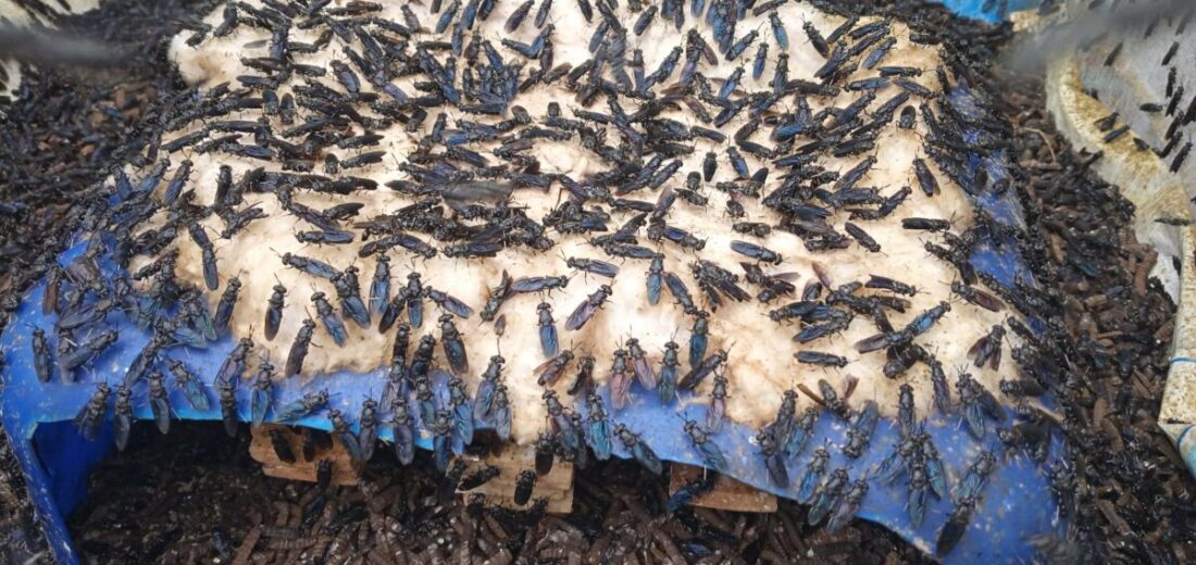 The Maggot Saving Humanity