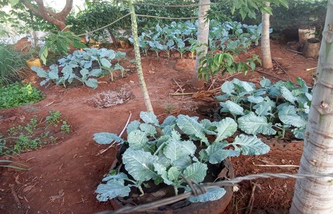 A kitchen garden in Peninah's backyard